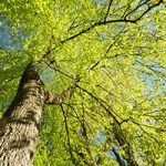 Canopy of a healthy deciduous tree cared for with Smithville tree service