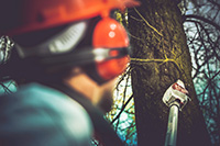 Smithville tree service professional performing branches and limbs