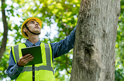 Smithville tree service professional wearing hi-vis vest and hard hat examining a tree scheduled for removal